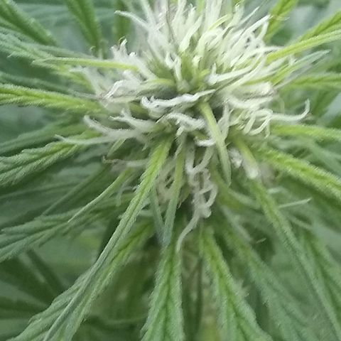 Rainbow sherbet growlog photo: We have tricomes!