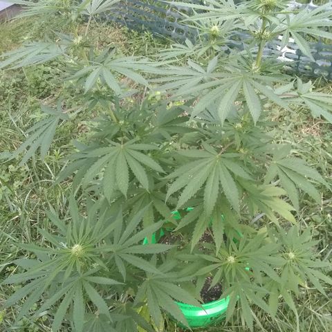 Rainbow sherbet growlog photo: We have tricomes!