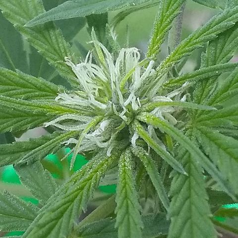 Rainbow sherbet growlog photo: We have tricomes!