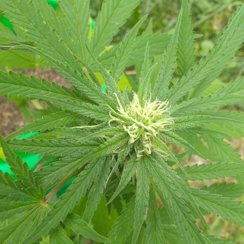 Rainbow sherbet growlog photo: Pollenated some lower branches
