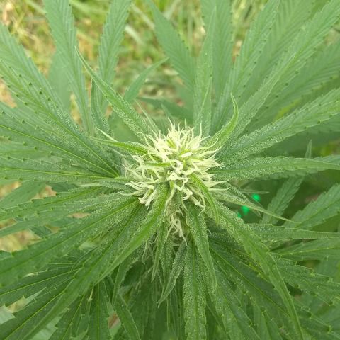 Rainbow sherbet growlog photo: Pollenated some lower branches