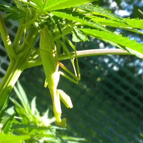 Rainbow sherbet growlog timeline photo