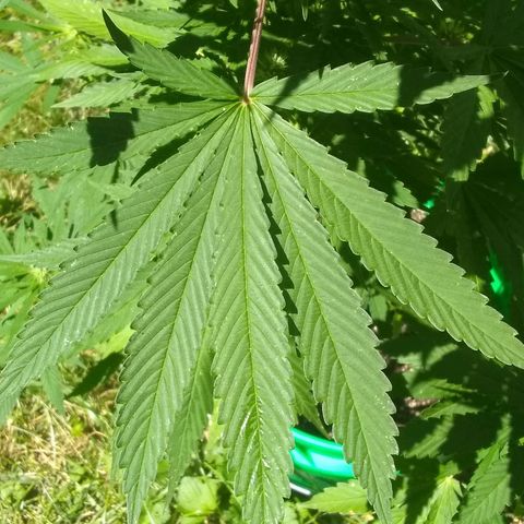 Rainbow sherbet growlog timeline photo