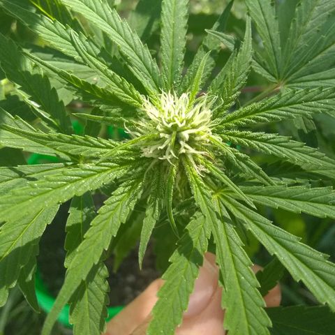 Rainbow sherbet growlog timeline photo