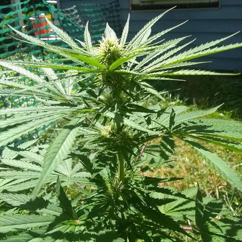 Rainbow sherbet growlog timeline photo
