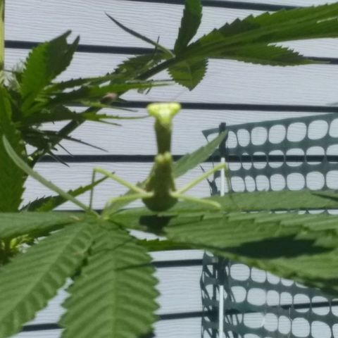 Rainbow sherbet growlog timeline photo