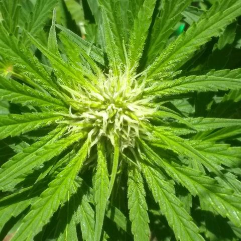 Rainbow sherbet growlog timeline photo