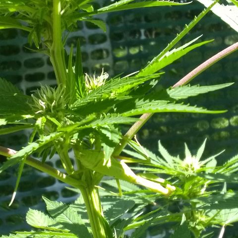 Rainbow sherbet growlog timeline photo