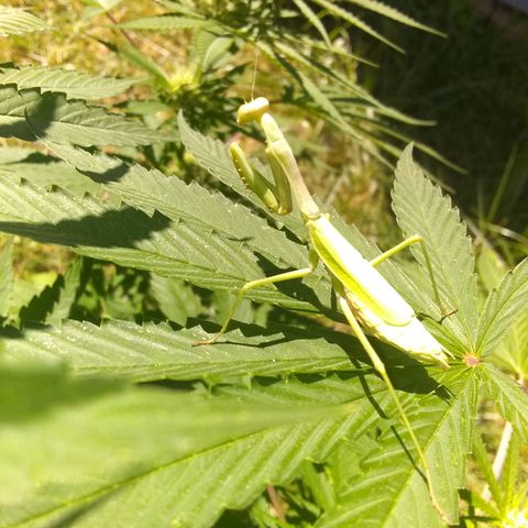 Rainbow sherbet growlog timeline photo