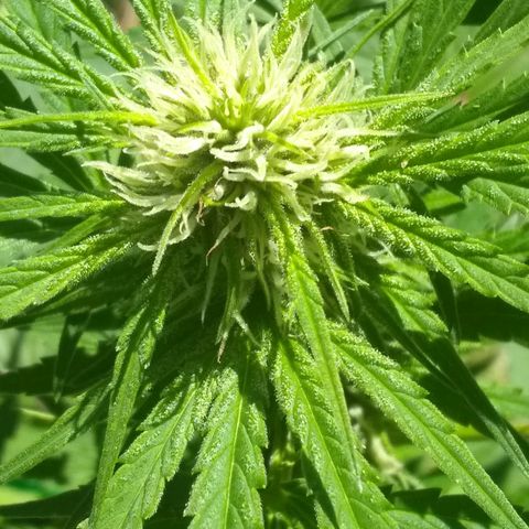 Rainbow sherbet growlog timeline photo