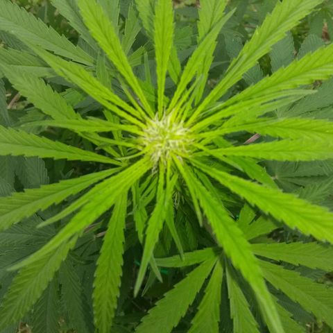 Rainbow sherbet growlog timeline photo