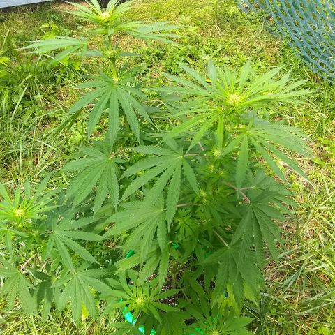 Rainbow sherbet growlog timeline photo
