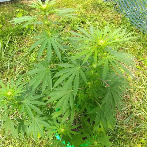 Rainbow sherbet growlog timeline photo