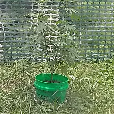 Rainbow sherbet growlog timeline photo