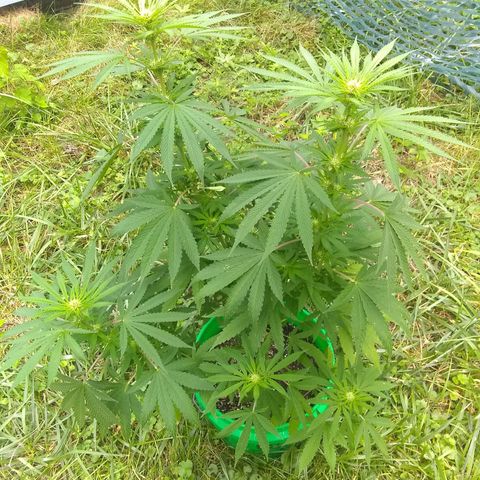 Rainbow sherbet growlog timeline photo