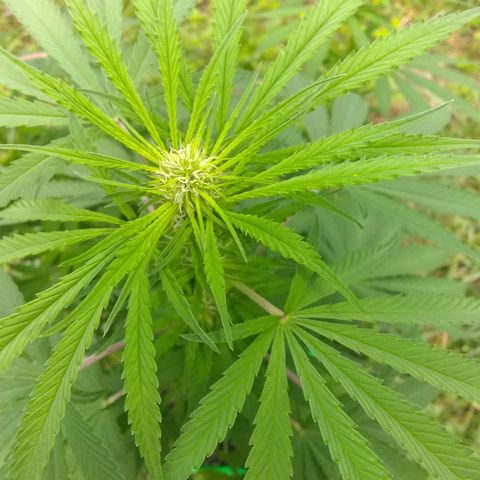 Rainbow sherbet growlog timeline photo