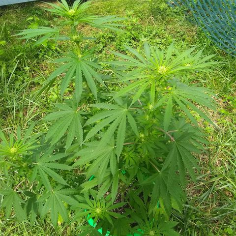 Rainbow sherbet growlog timeline photo