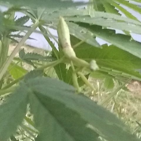 Rainbow sherbet growlog photo: The little protector