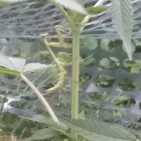 Rainbow sherbet growlog photo: The little protector