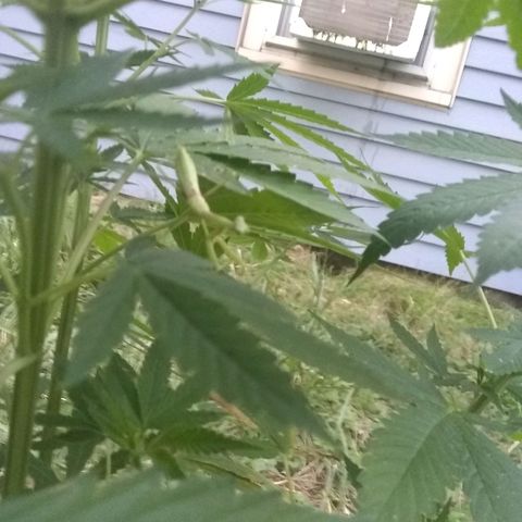 Rainbow sherbet growlog photo: The little protector