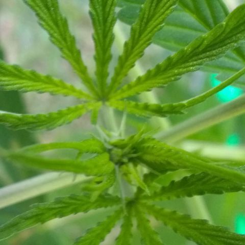 Rainbow sherbet growlog photo: Pistles!  Flower time, yay!