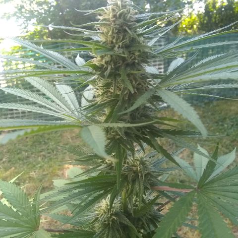 Rainbow sherbet growlog photo: Colder temps and rain have the pistles starting to change color.pollenation was successful and we have seed development only on those lower branches.  Hopefully she'll have enough time to get some fully developed seeds.