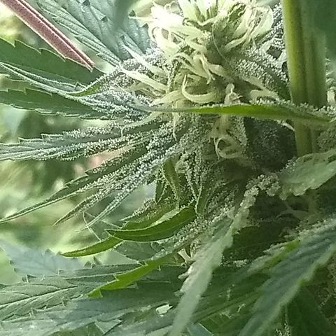 Rainbow sherbet growlog photo: Colder temps and rain have the pistles starting to change color.pollenation was successful and we have seed development only on those lower branches.  Hopefully she'll have enough time to get some fully developed seeds.