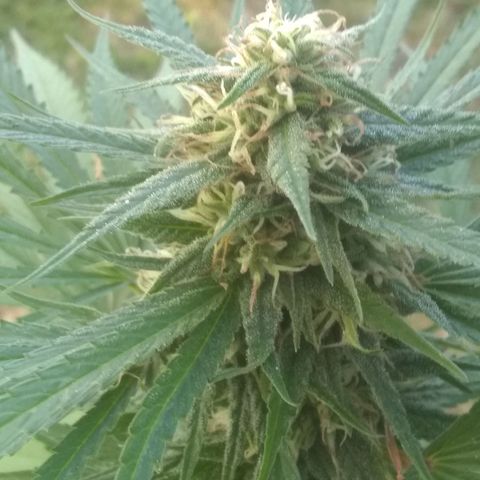 Rainbow sherbet growlog photo: Colder temps and rain have the pistles starting to change color.pollenation was successful and we have seed development only on those lower branches.  Hopefully she'll have enough time to get some fully developed seeds.