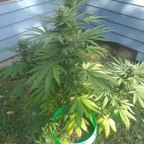 Rainbow sherbet growlog photo: Colder temps and rain have the pistles starting to change color.pollenation was successful and we have seed development only on those lower branches.  Hopefully she'll have enough time to get some fully developed seeds.