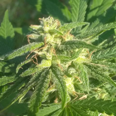 Rainbow sherbet growlog photo: Colder temps and rain have the pistles starting to change color.pollenation was successful and we have seed development only on those lower branches.  Hopefully she'll have enough time to get some fully developed seeds.