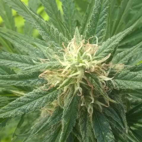 Rainbow sherbet growlog photo: Colder temps and rain have the pistles starting to change color.pollenation was successful and we have seed development only on those lower branches.  Hopefully she'll have enough time to get some fully developed seeds.