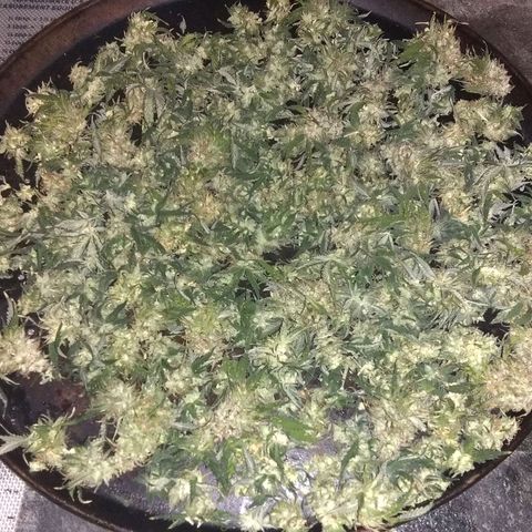 Dave's Sour Tangie growlog photo: Was very seedy from accidental early pollenation, but still very resinous.  Turned into bubble hash. Ended up with about 1.5 grams bubble hash, 1 gram FECO, 1.5 ounces of trim which was used for tincture and 1.5 ounces of seeds.