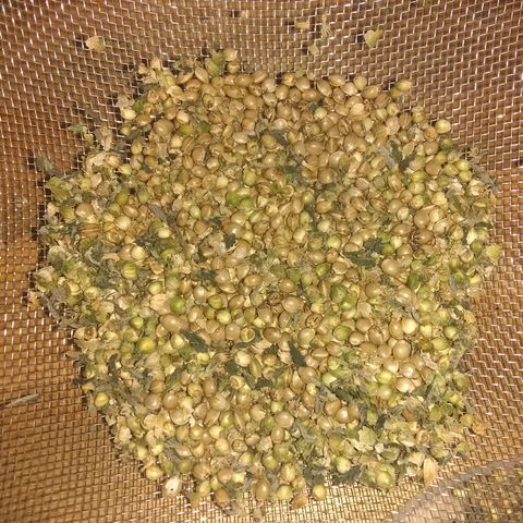 Dave's Sour Tangie growlog photo: Was very seedy from accidental early pollenation, but still very resinous.  Turned into bubble hash. Ended up with about 1.5 grams bubble hash, 1 gram FECO, 1.5 ounces of trim which was used for tincture and 1.5 ounces of seeds.