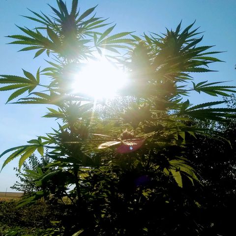 Rainbow sherbet growlog photo: Looking super tasty!  Harvest time soon, seeds are developing well!