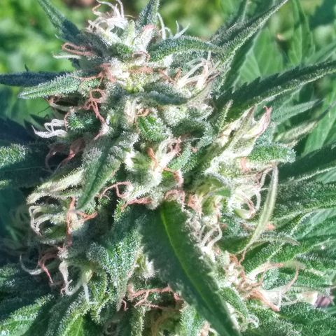 Rainbow sherbet growlog photo: Looking super tasty!  Harvest time soon, seeds are developing well!