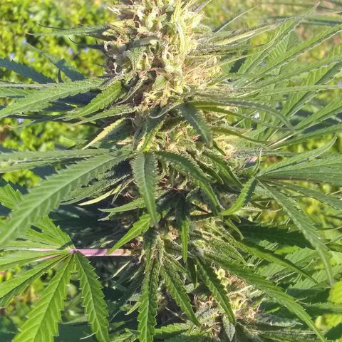 Rainbow sherbet growlog photo: Looking super tasty!  Harvest time soon, seeds are developing well!