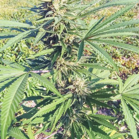 Rainbow sherbet growlog photo: Looking super tasty!  Harvest time soon, seeds are developing well!