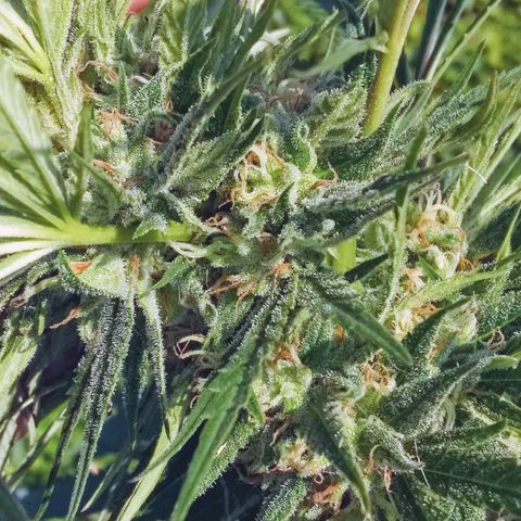 Rainbow sherbet growlog photo: Looking super tasty!  Harvest time soon, seeds are developing well!