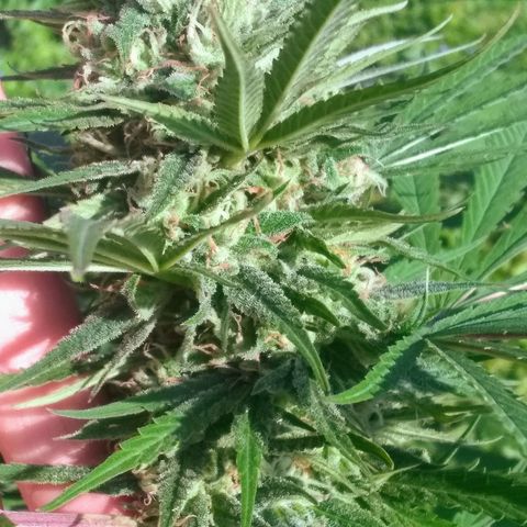 Rainbow sherbet growlog photo: Looking super tasty!  Harvest time soon, seeds are developing well!