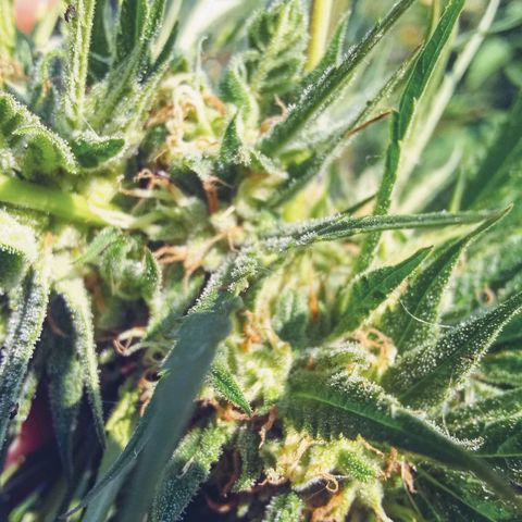 Rainbow sherbet growlog photo: Looking super tasty!  Harvest time soon, seeds are developing well!