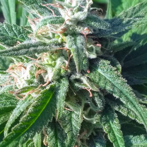 Rainbow sherbet growlog photo: Looking super tasty!  Harvest time soon, seeds are developing well!