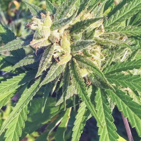 Rainbow sherbet growlog photo: Looking super tasty!  Harvest time soon, seeds are developing well!