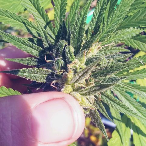 Rainbow sherbet growlog photo: Looking super tasty!  Harvest time soon, seeds are developing well!