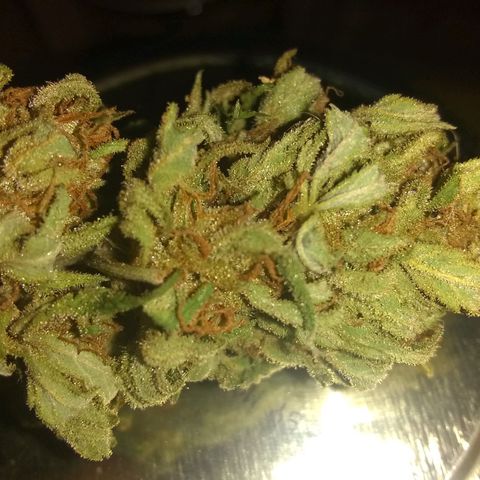 Rainbow sherbet growlog photo: All dried and ready to cure.