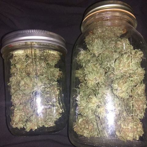 Rainbow sherbet growlog photo: All dried and ready to cure.
