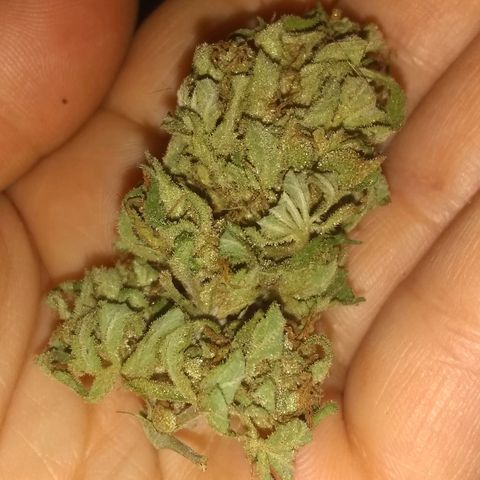 Rainbow sherbet growlog photo: All dried and ready to cure.