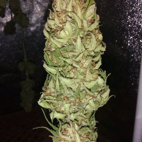 Rainbow sherbet growlog timeline photo