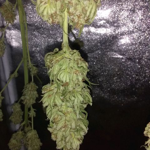 Rainbow sherbet growlog timeline photo