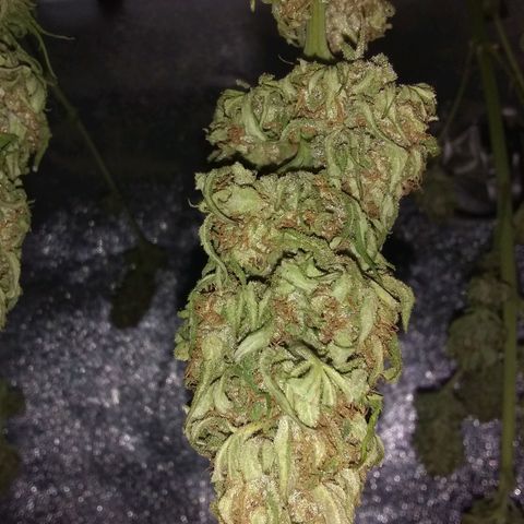 Rainbow sherbet growlog timeline photo
