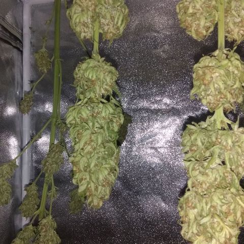 Rainbow sherbet growlog timeline photo